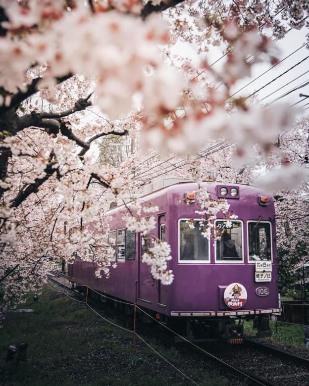 Japaneska Sakura ziom puzzle en ligne