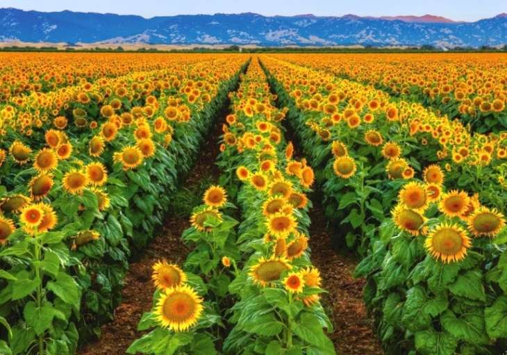 Feld von Sonnenblumen Puzzlespiel online
