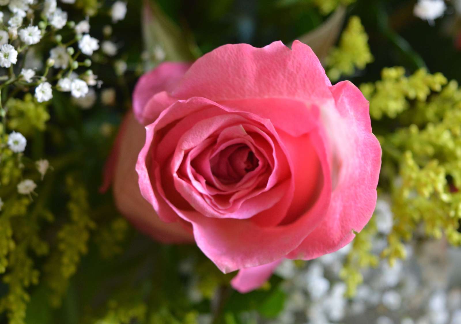 красиви рози за хубав пъзел онлайн пъзел