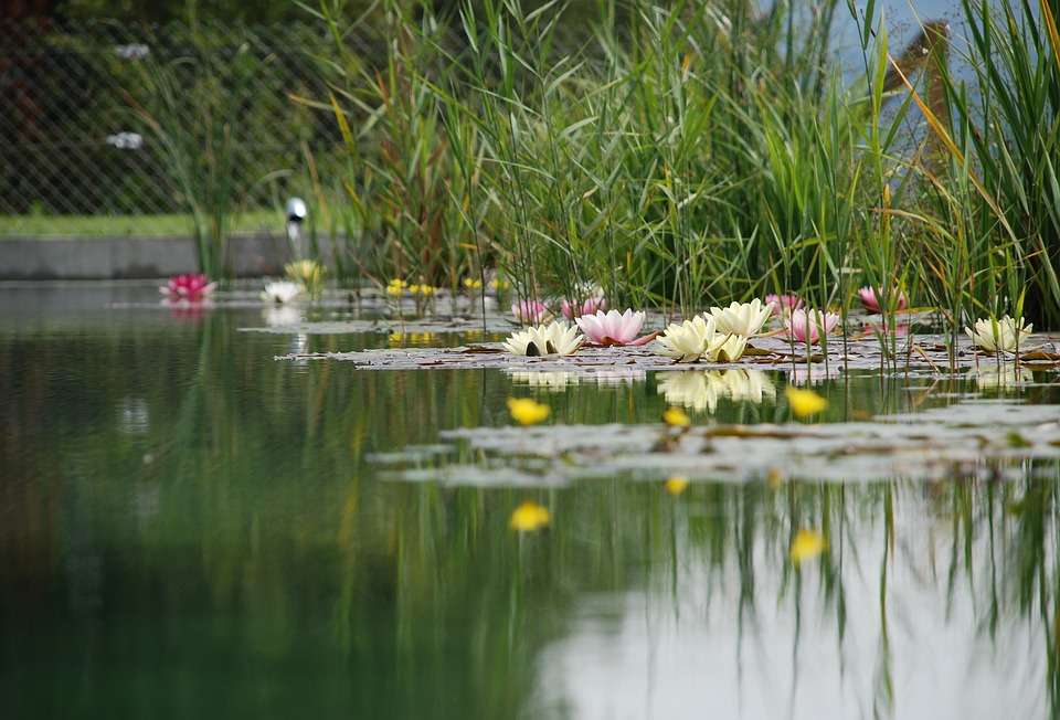 Езерце през лятото онлайн пъзел