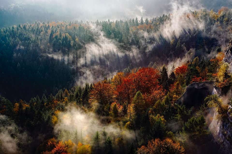 Podzimní les online puzzle