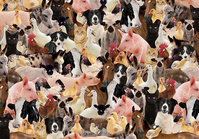 Animale. jigsaw puzzle online