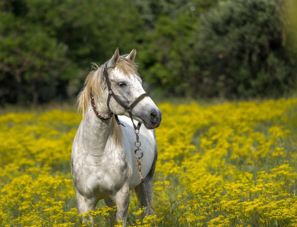 άλογο στο χωράφι online παζλ