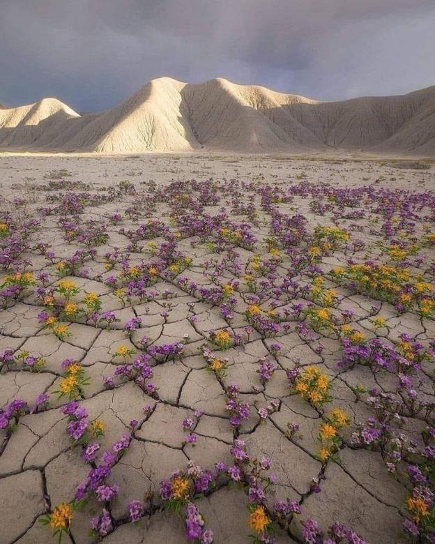 Le désert d'Atacama puzzle en ligne