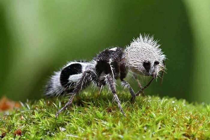 Mascota hormiga panda rompecabezas en línea