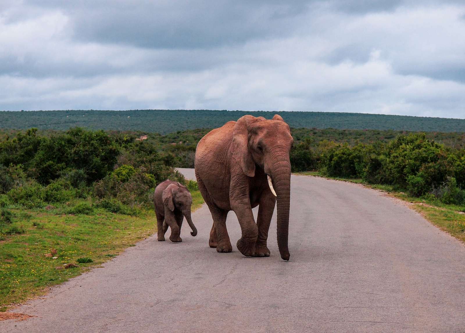 två stora elefanter Pussel online