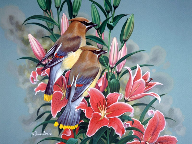 Картины птички с цветами. Джон френч Слоан художник птички. Джон Слоан цветы. Птицы в цветах в живописи. Экзотические птицы живопись.