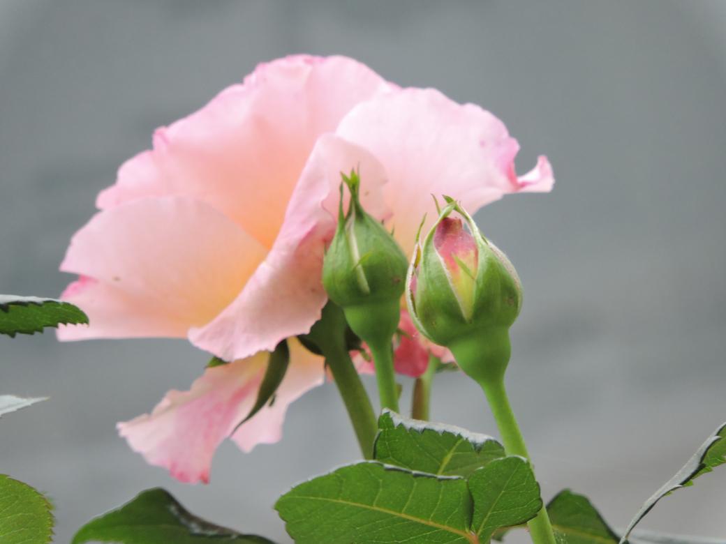 FLOWER OF A BEAUTIFUL ROSE jigsaw puzzle online