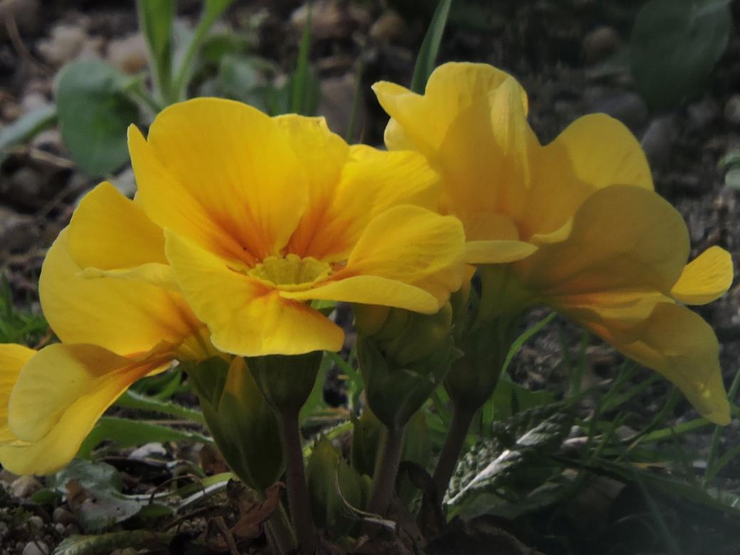 Flores amarillas rompecabezas en línea