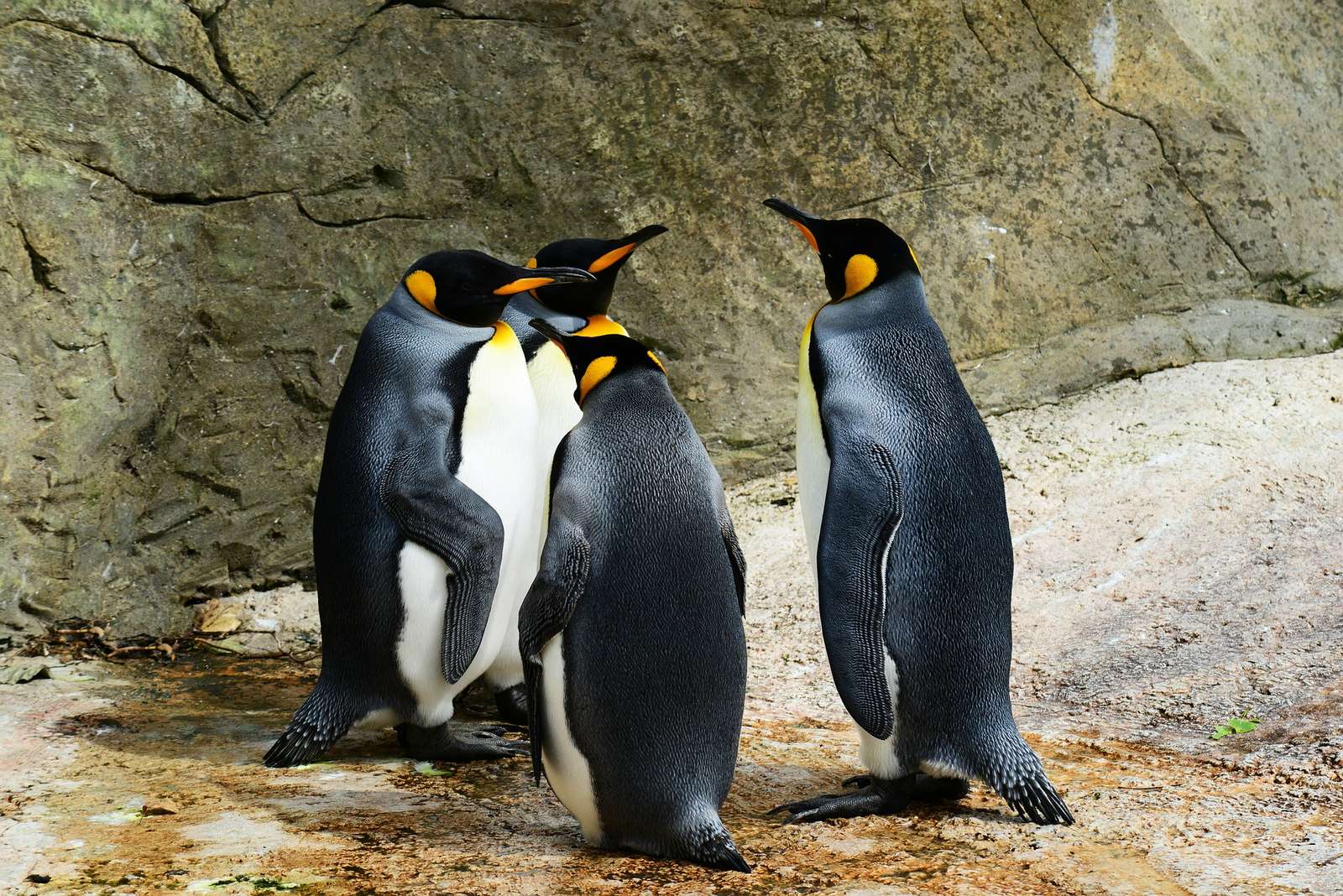 tučňáci skládačky online
