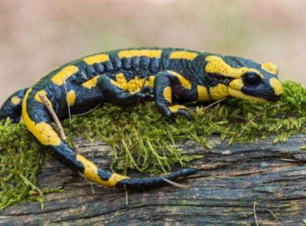 Gefleckter Salamander Online-Puzzle