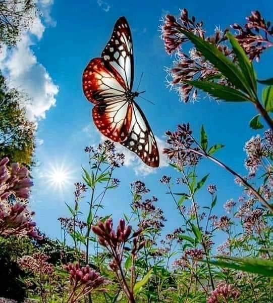 Vlinder en wilde bloemen legpuzzel online