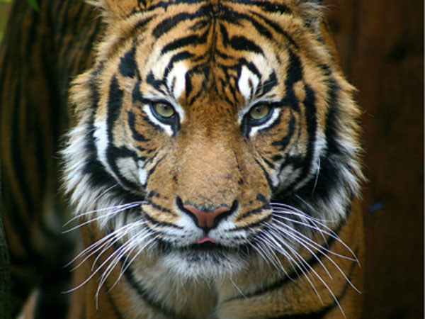 tiger - stor katt Pussel online