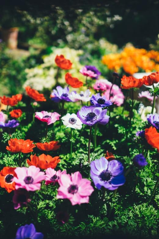 Разноцветные цветы на кустах пазл онлайн