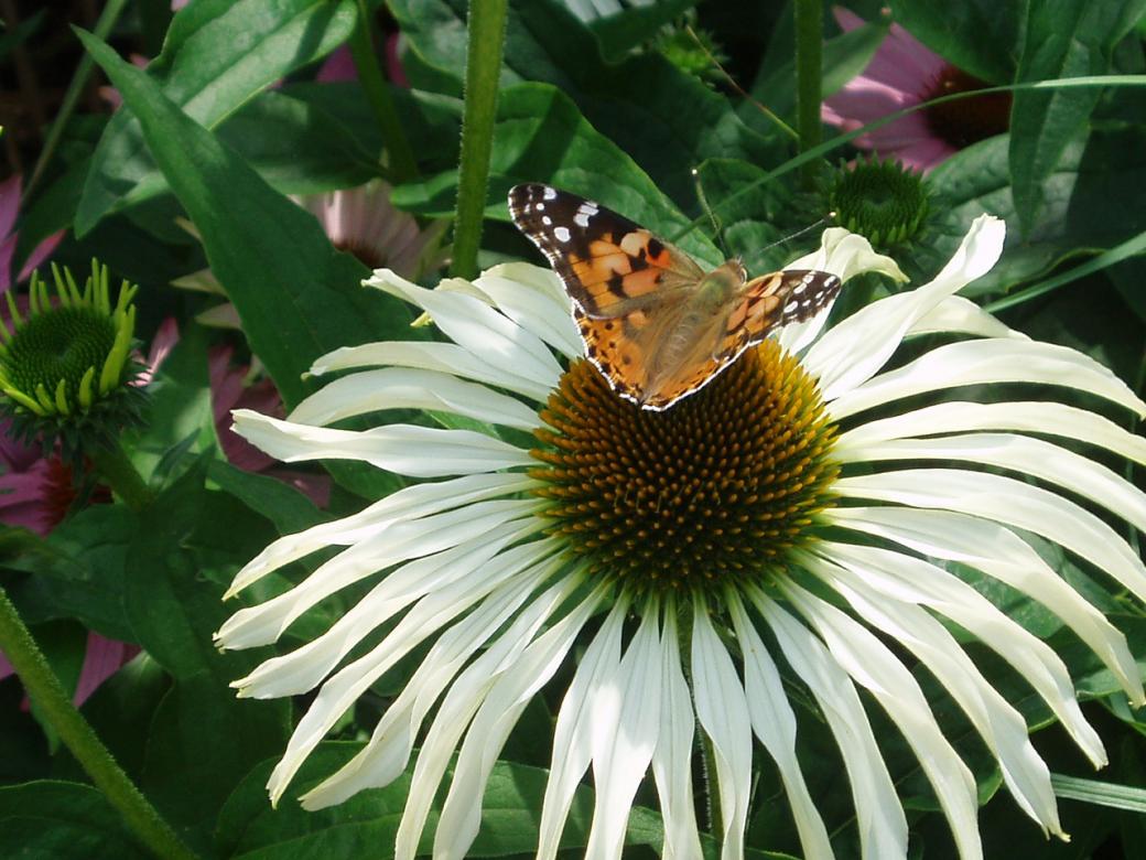 Flor e borboleta quebra-cabeças online