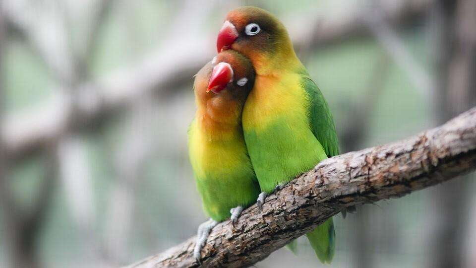 Două parakeet-uri puzzle online