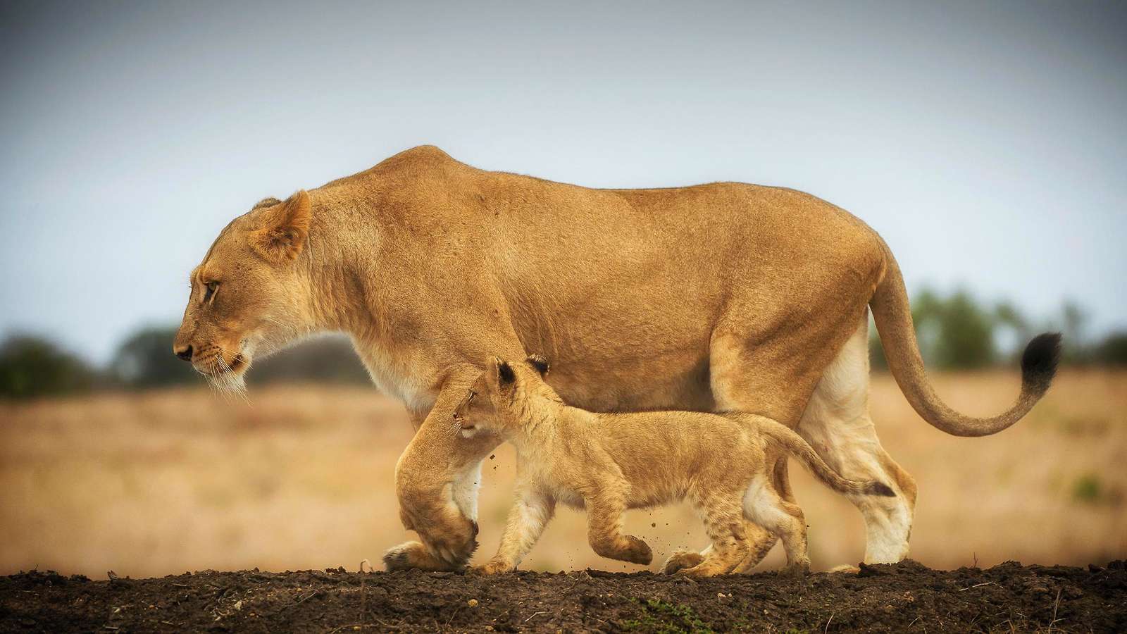 leonessa e cucciolo di leone puzzle online