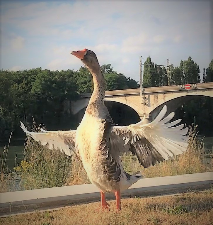 Anatole the goose of the banks of the Seine online puzzle