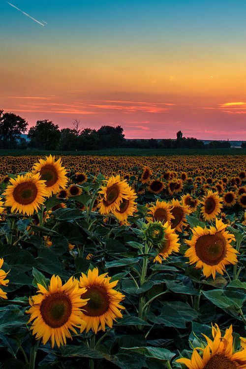 Sonnenblumen bei Sonnenuntergang Puzzlespiel online