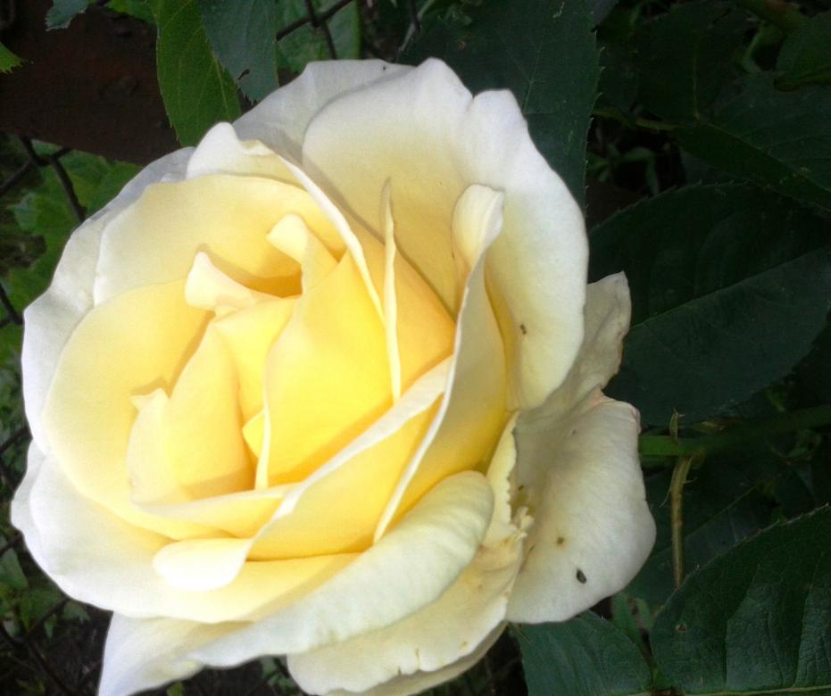 krásná růže skládačky online