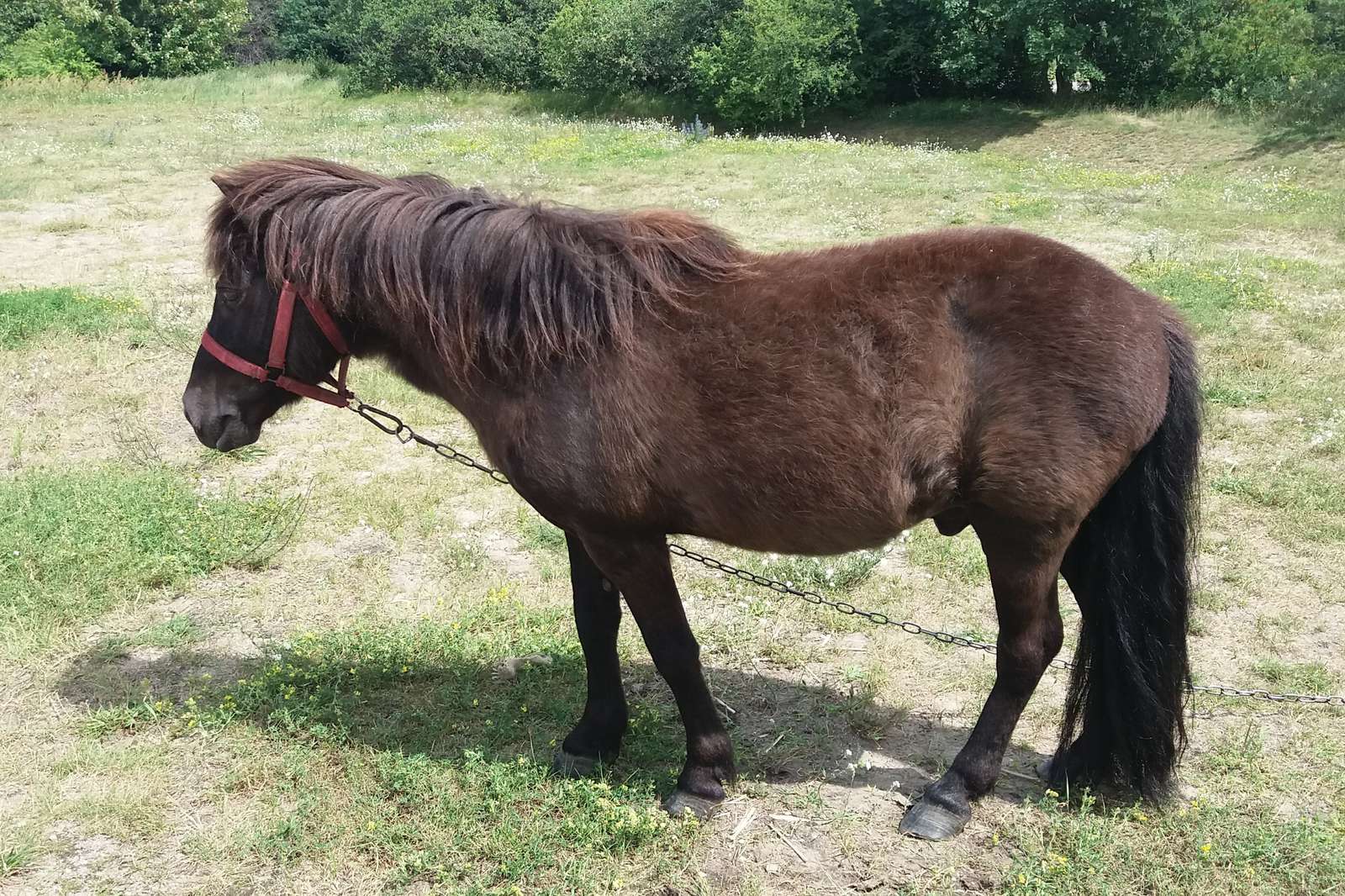 Ponny på en äng i Brzeźno Pussel online