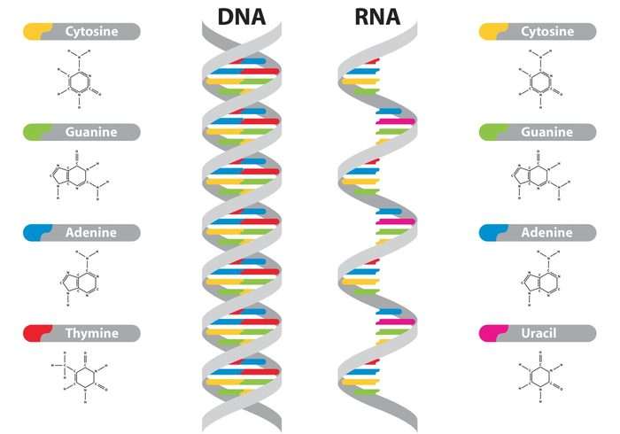DNA k vyřešení online puzzle