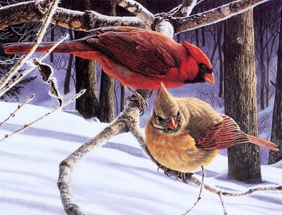 Птицы: кардиналы. онлайн-пазл