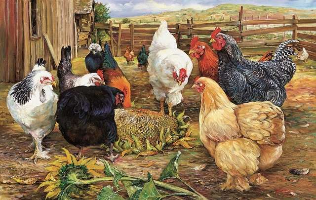 Colorful hens. jigsaw puzzle online