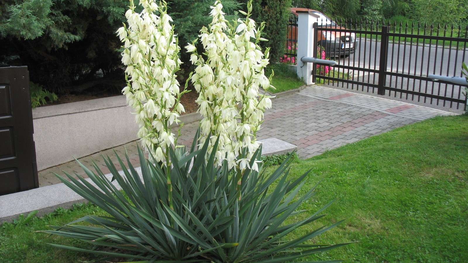 Yucca in fiore. puzzle online