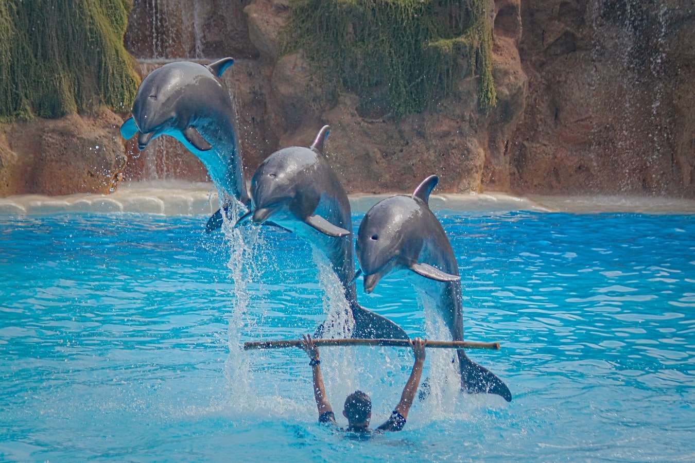 Τρία δελφίνια - Ημέρα των Δελφινιών παζλ online