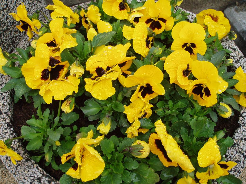 Pansies after rain jigsaw puzzle online