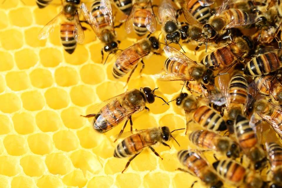 Grande journée d'abeille puzzle en ligne