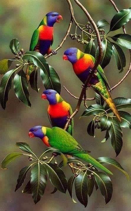 Τέσσερα πολύχρωμα parakeets παζλ online