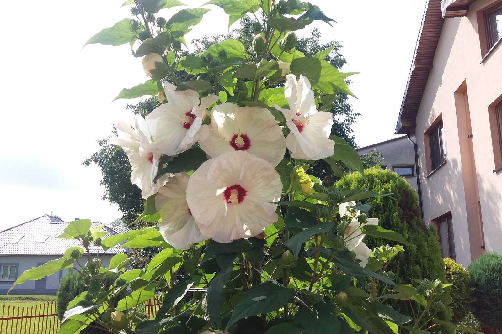 Hibiscus flowers against the sky. online puzzle