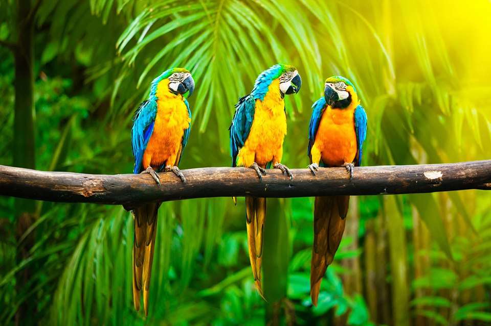 három papagáj online puzzle