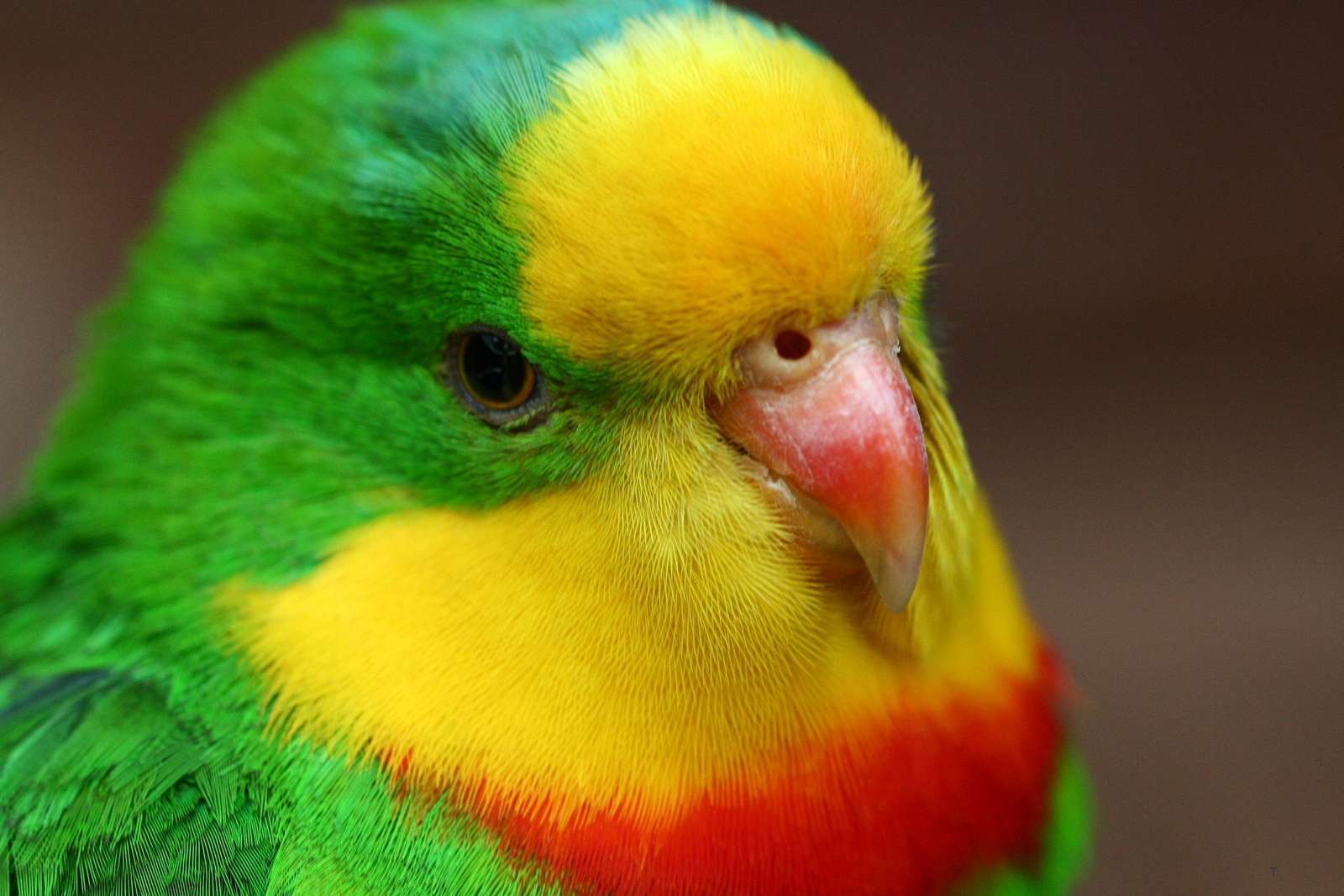 Színes papagáj kirakós online