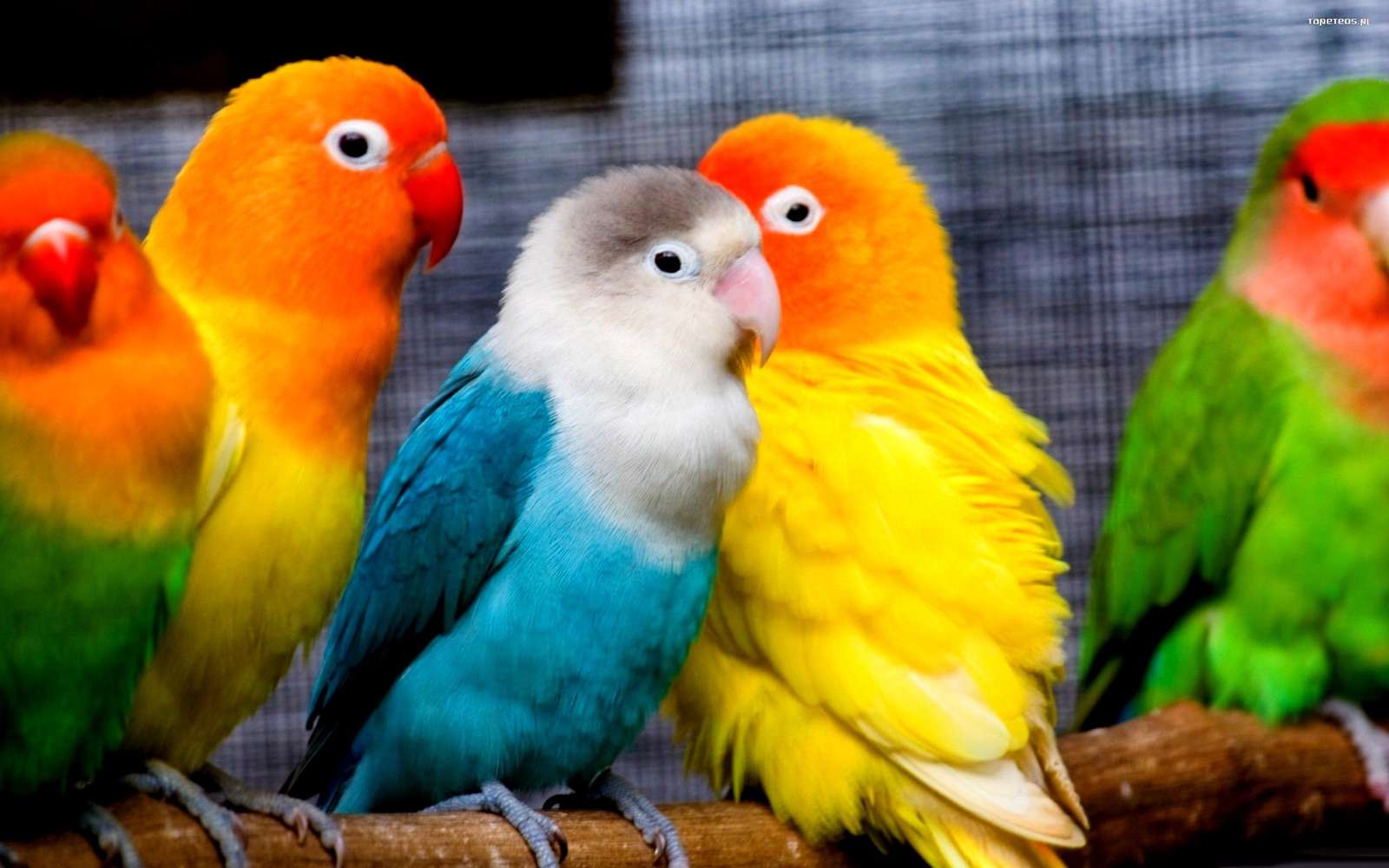färgglada papegoja kycklingar Pussel online