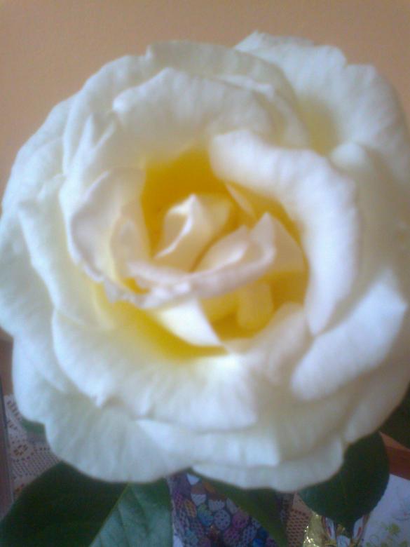 Eine Rose aus meinem Garten Online-Puzzle