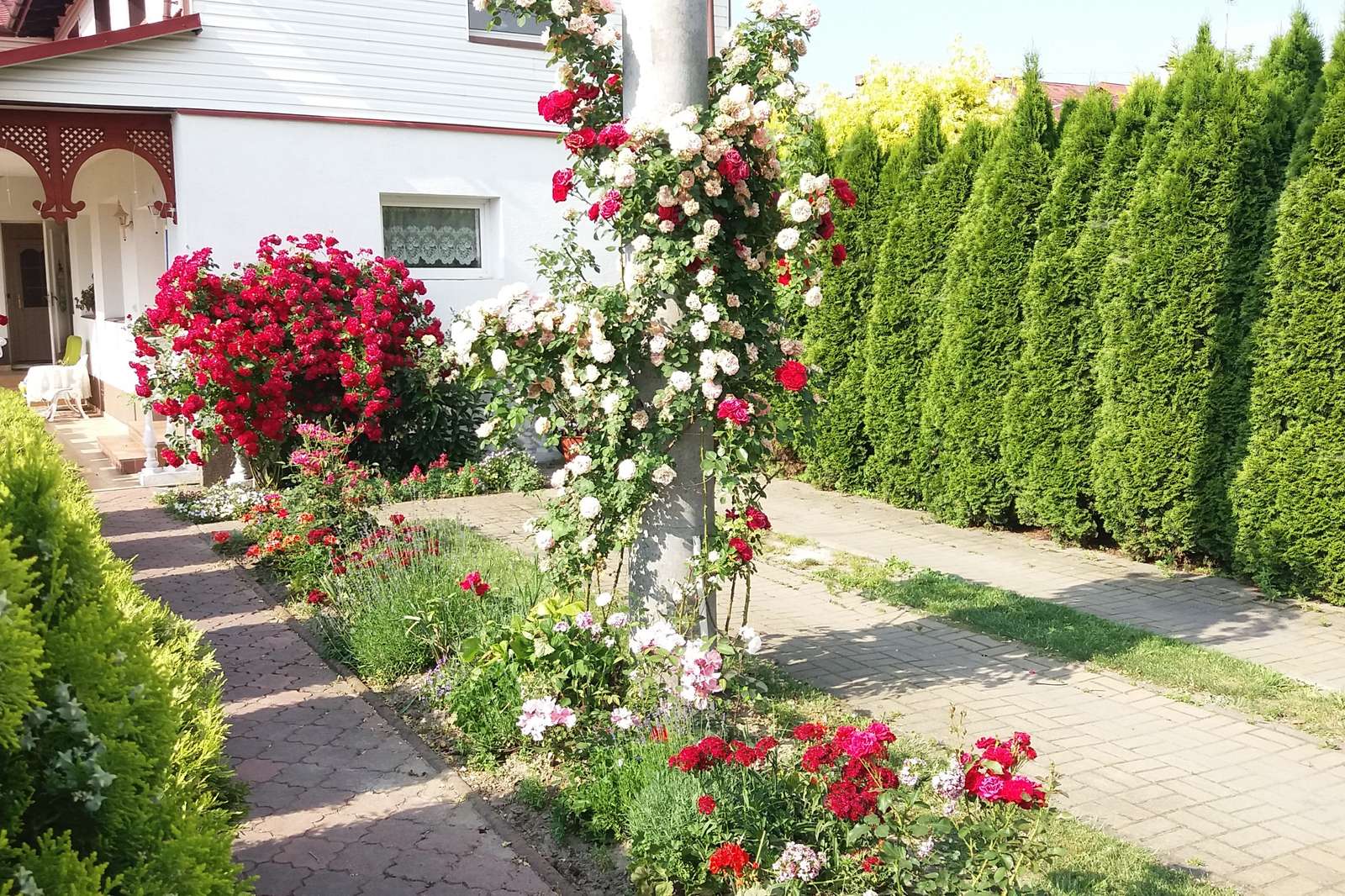 O frumoasă grădină de trandafiri jigsaw puzzle online