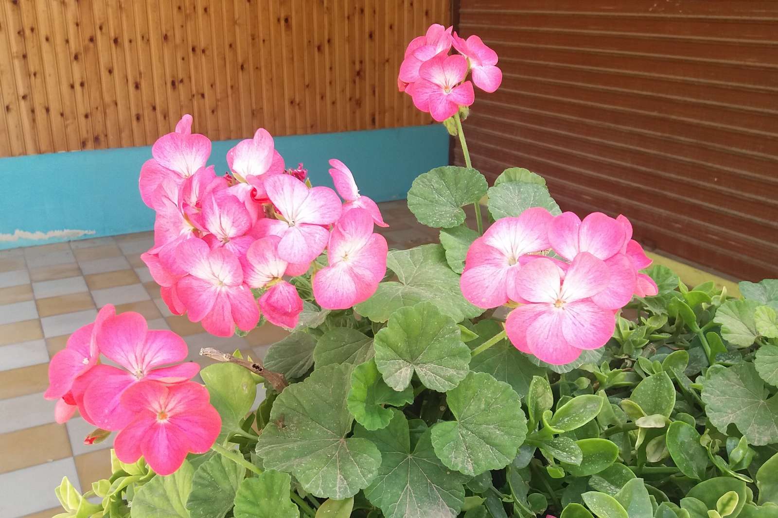 Roze geraniums op het terras. online puzzel
