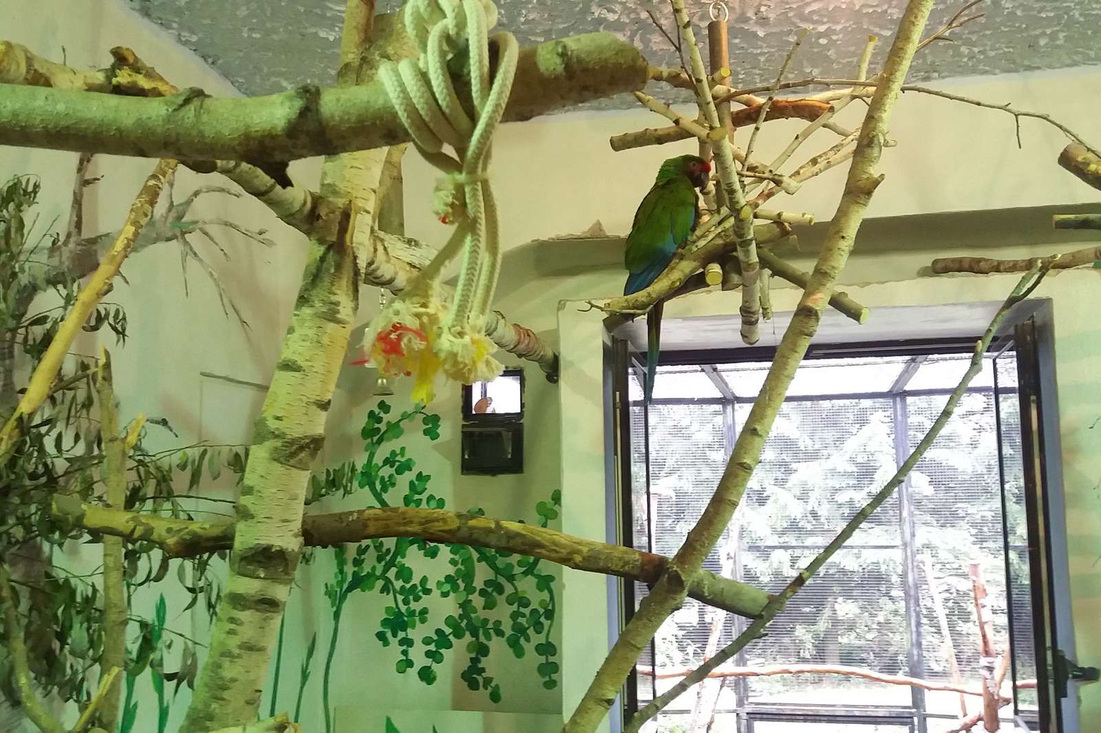 Green parrots in a zoo. online puzzle
