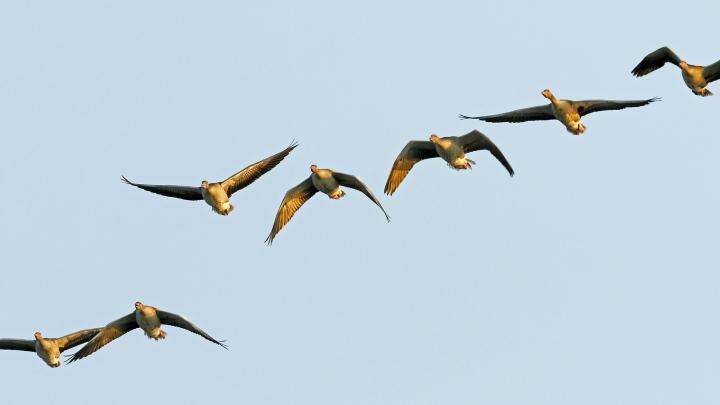 Πουλιά κατά την πτήση παζλ online
