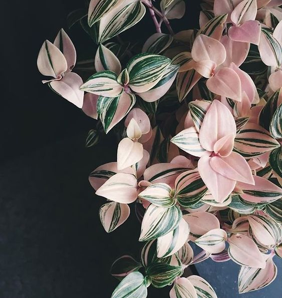 Flor de maconha multicolorida quebra-cabeças online