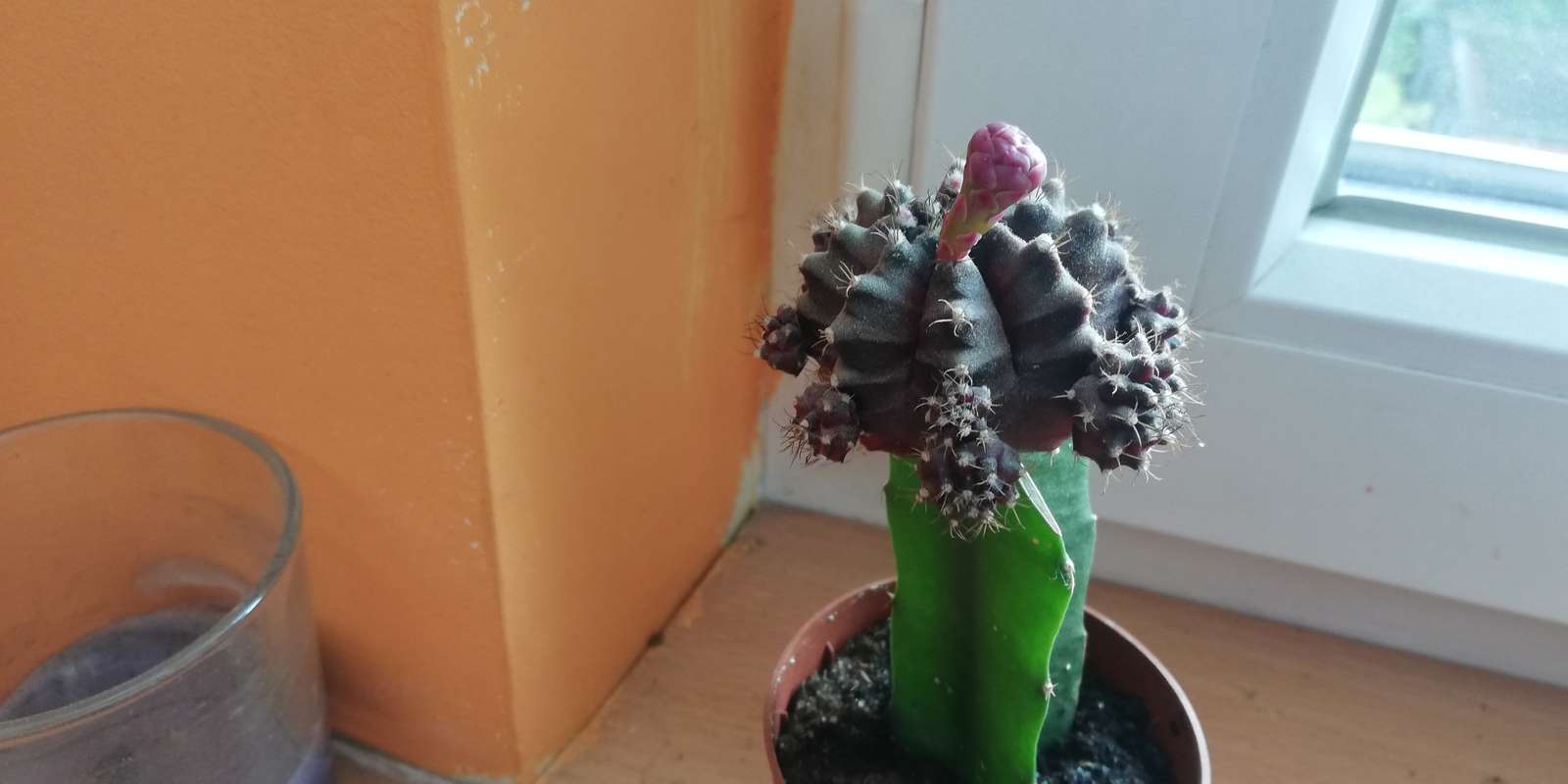 flor de cactus en flor rompecabezas en línea