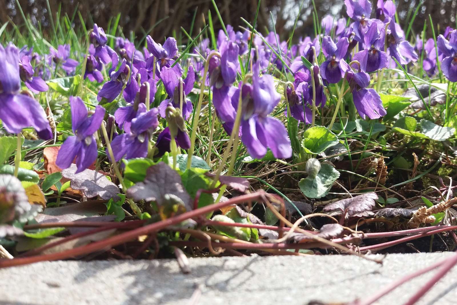 Violete de primăvară pe gazon. puzzle online