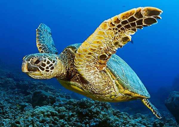 havssköldpaddor pussel på nätet