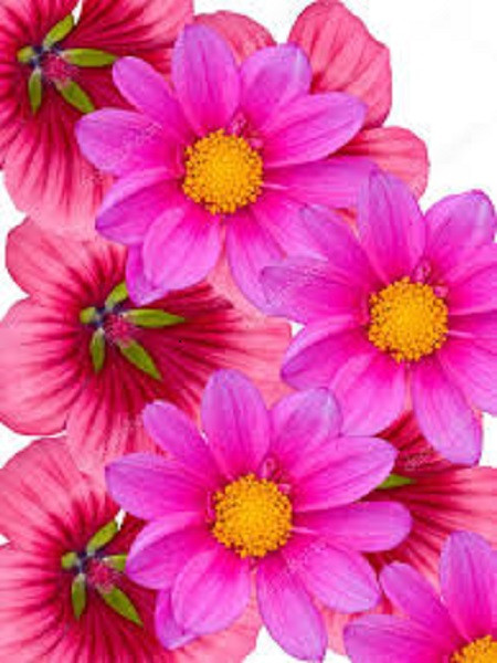 Flores cor de rosa. puzzle online
