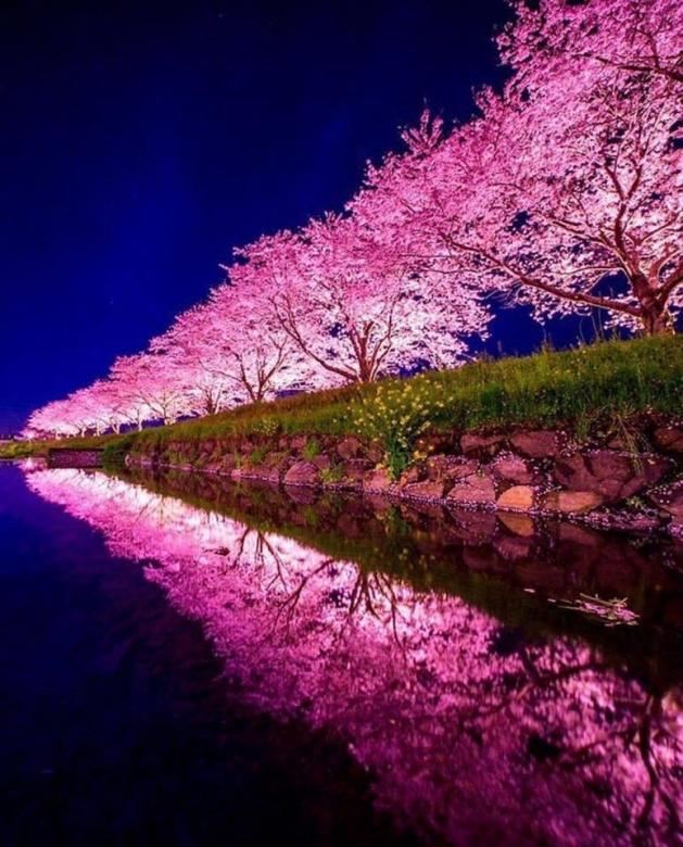 Cireșe înflorite în orașul Sakura, Japonia puzzle online