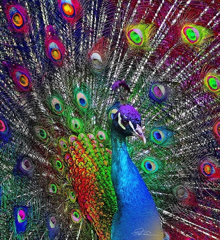 Painted Peacock jigsaw puzzle online