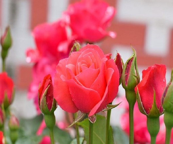 Троянди . . пазл онлайн
